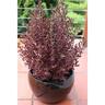 Coprosma Sunrise