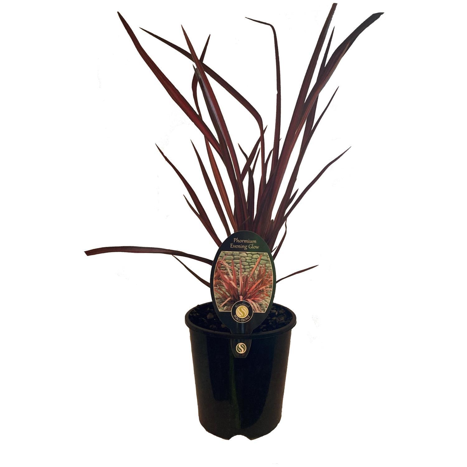Phormium Evening Glow
