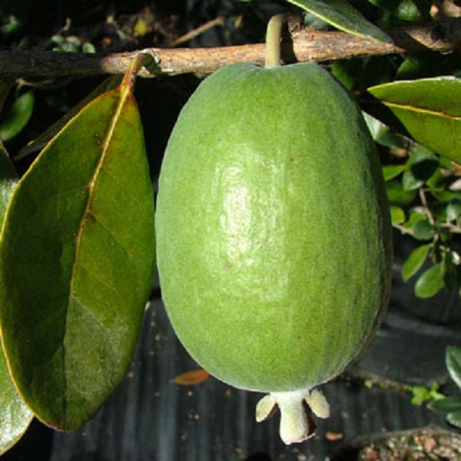 Feijoa Unique