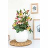 Helleborus Sophies Delight