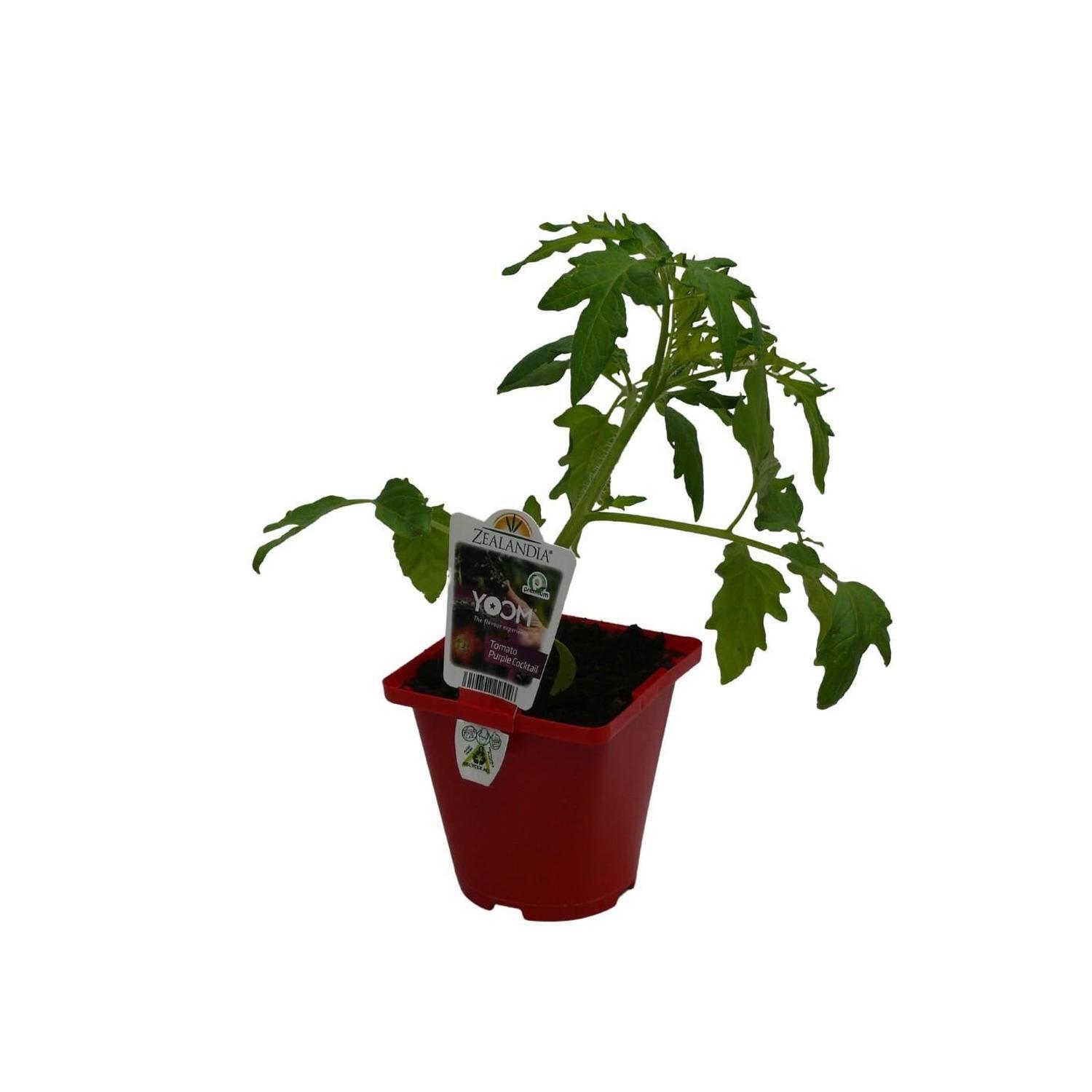 Tomato Yoom