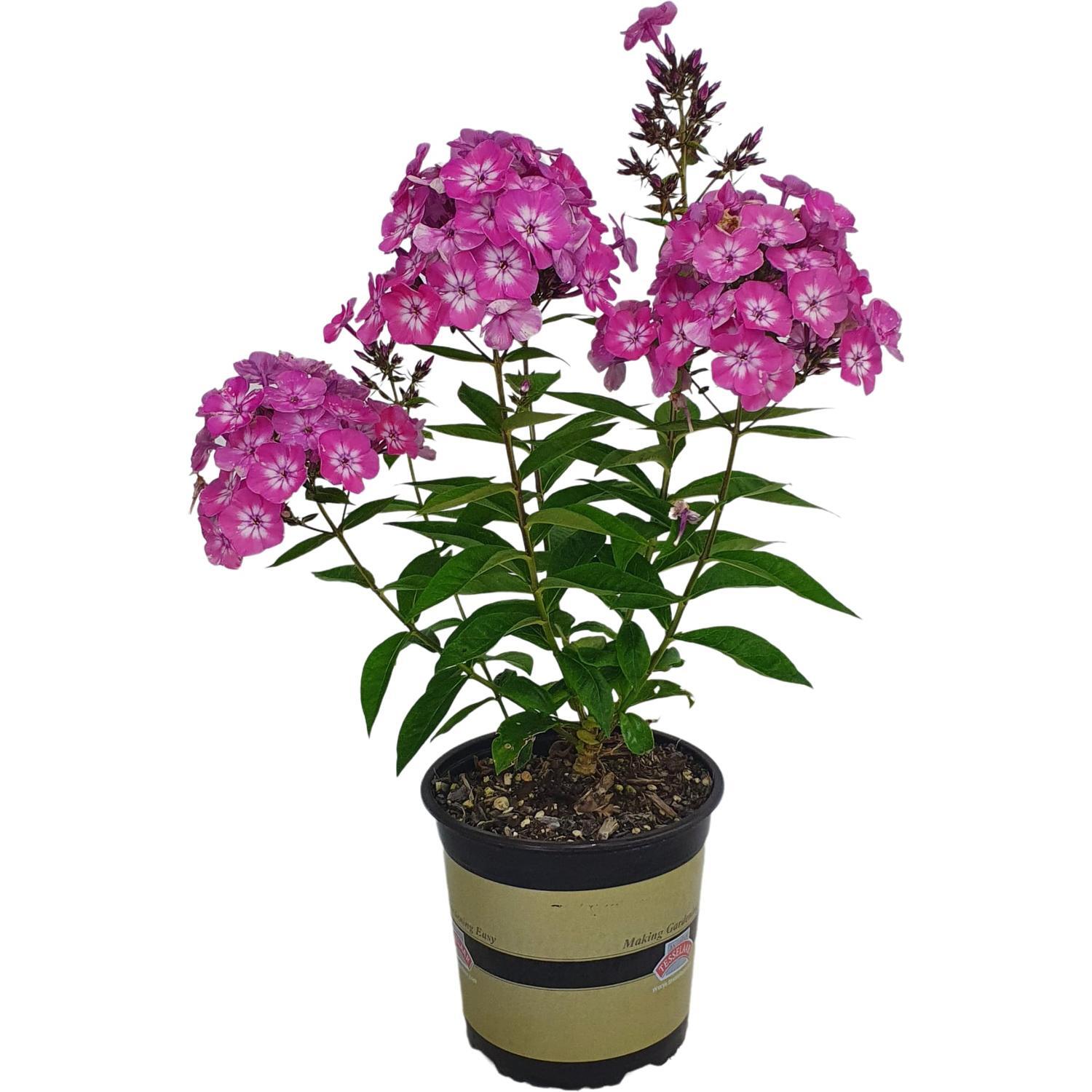 Phlox Volcano