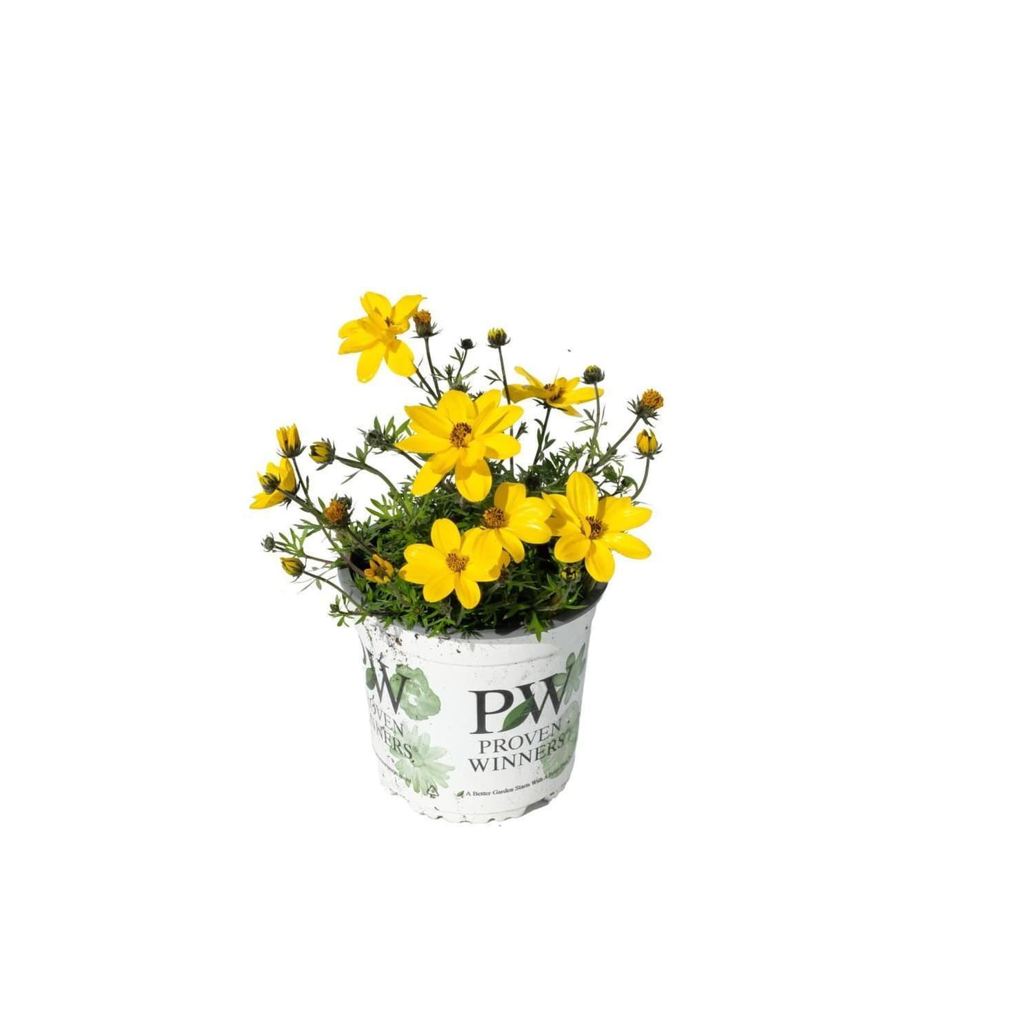 Bidens Rockstar