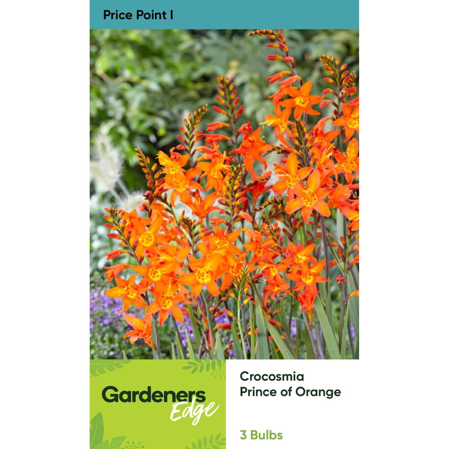 Crocosmia Prince of Orange Pack of 3