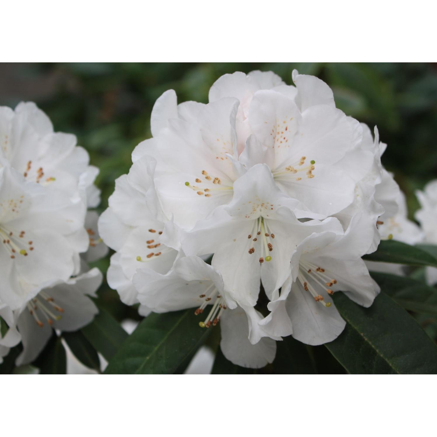 Rhododendron Helene Schiffner