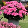 Pelargonium Big Eeze