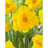 Daffodil Corona Gold Disc 5 Pack