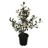 Michelia Honey Velvet
