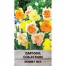 Daffodil 'Sorbet'
