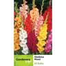 Gladioli Mixed Colours 20 Pack Mixed Colours
