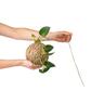 KOKEDAMA KIT
