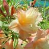 Azalea Deciduous Sunray 6 litre