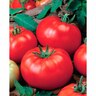 Tomato Supersteak