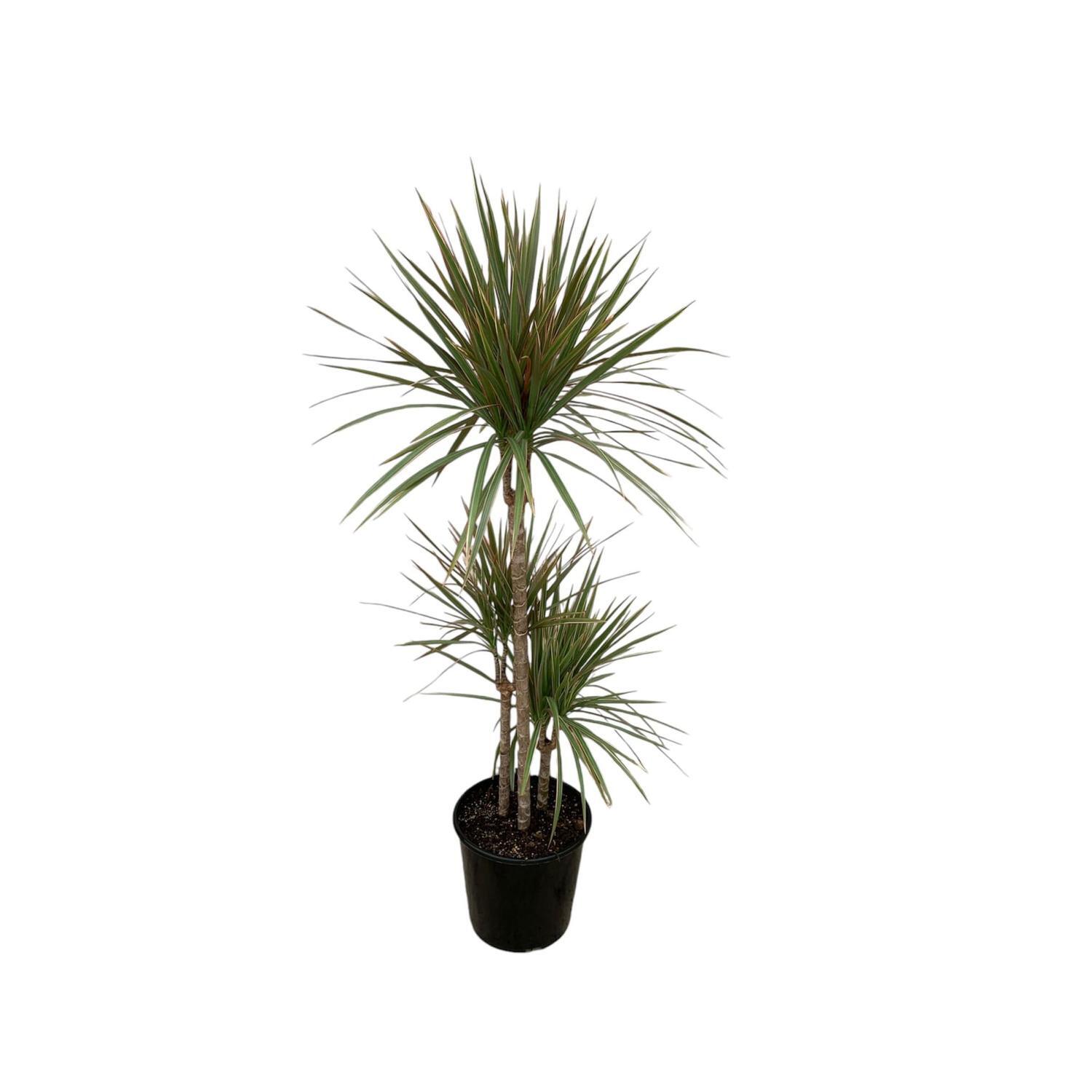 Dracaena Marginata Bicolour Triple 6 Litre