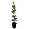 Orange Newhall, Dwarf