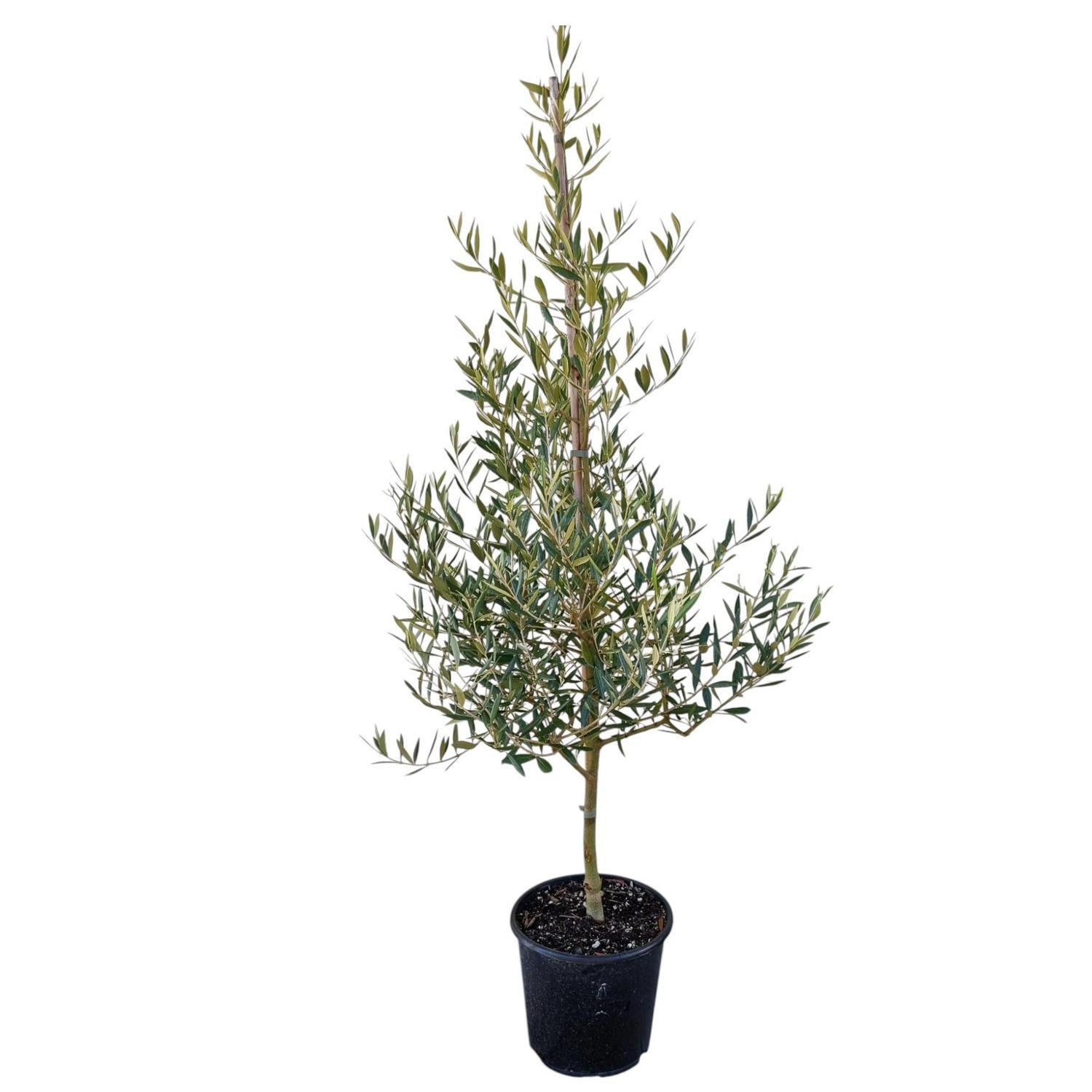 Olea 'Olive' El Greco 8.5L