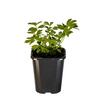 Lovage