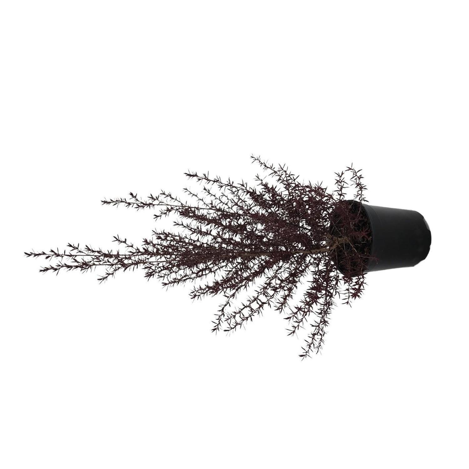 Leptospermum Burgundy Queen