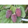 Loganberry 3 litre