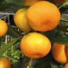 Mandarin Miho