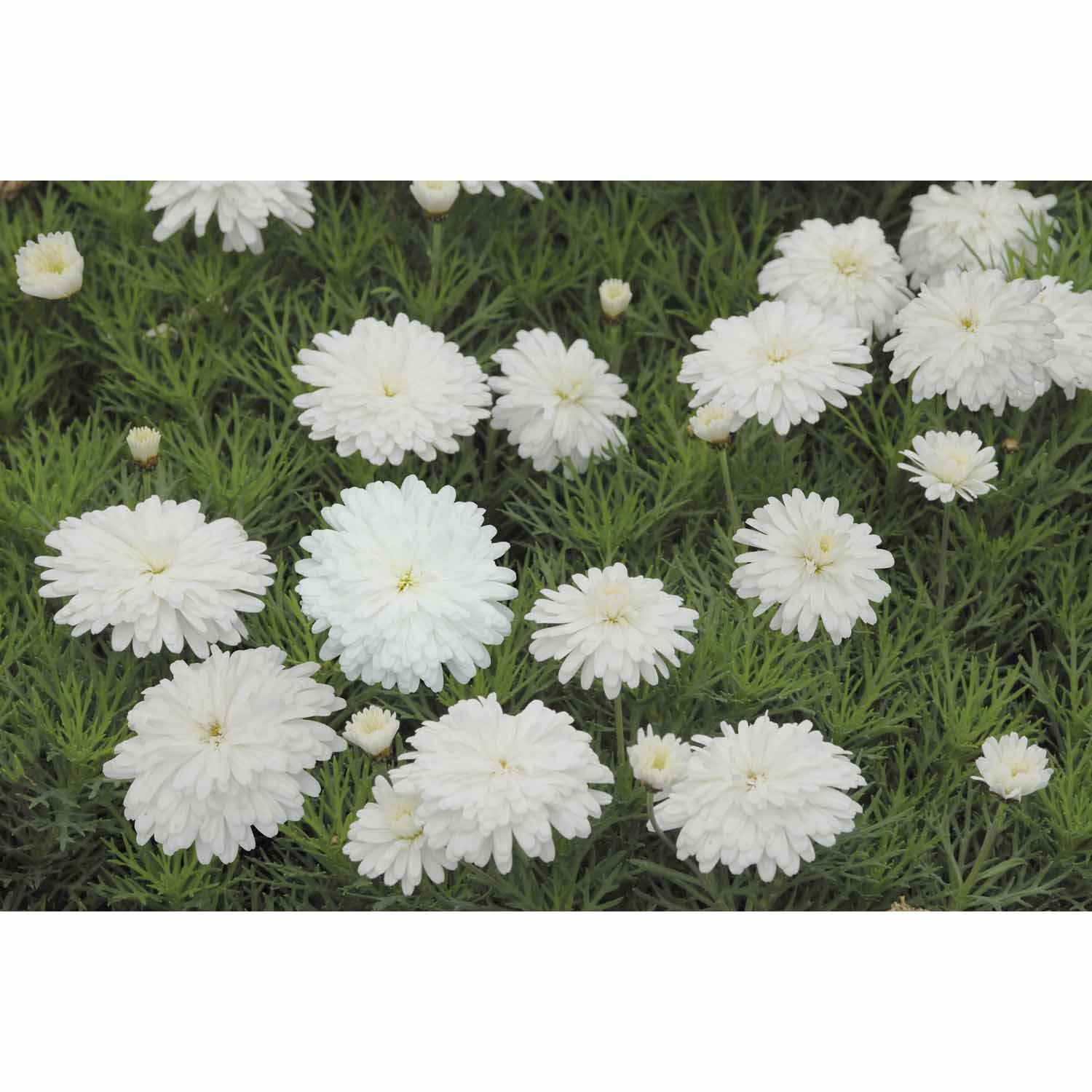 Federation Daisy Purity