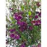 Boronia Purple Jared