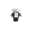 Cyclamen Absolu de Morel