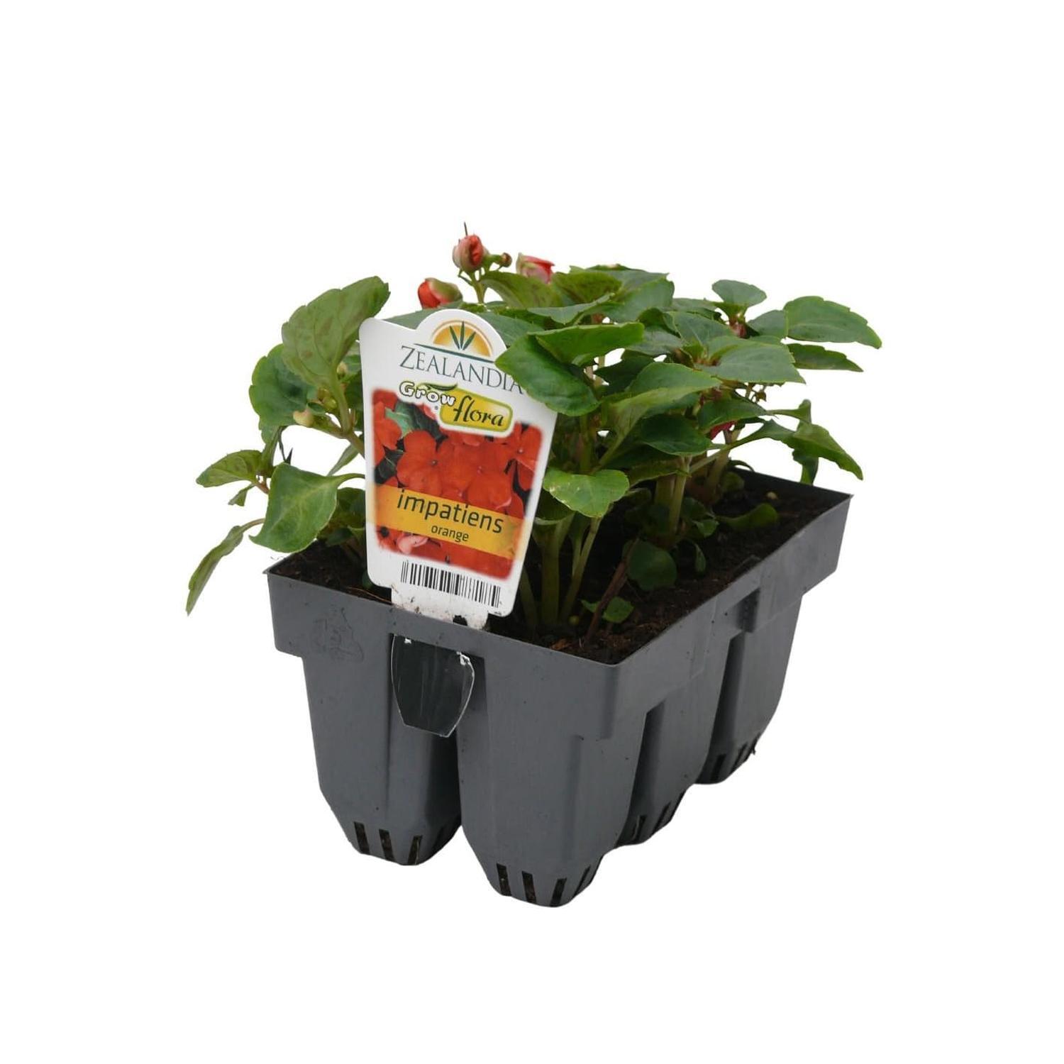 Impatiens