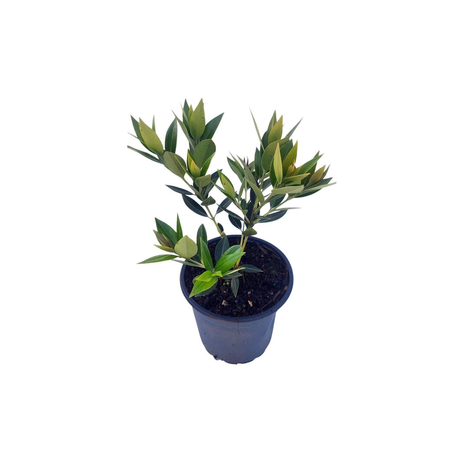 Metrosideros Excelsa 'Maungapiko'