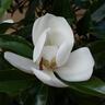 Magnolia Kay Parris