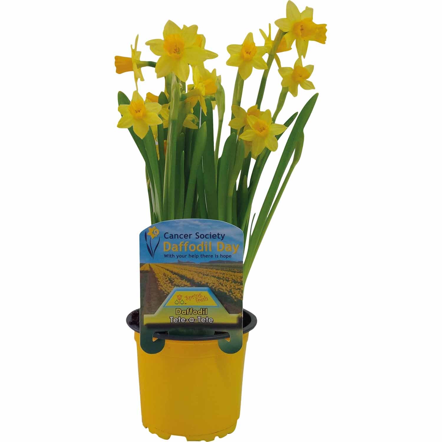 Miniature Daffodil Tete-a-tete