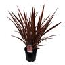 Phormium Rainbow Chief