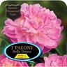 Paeony Double Bella Donna Pack of 1