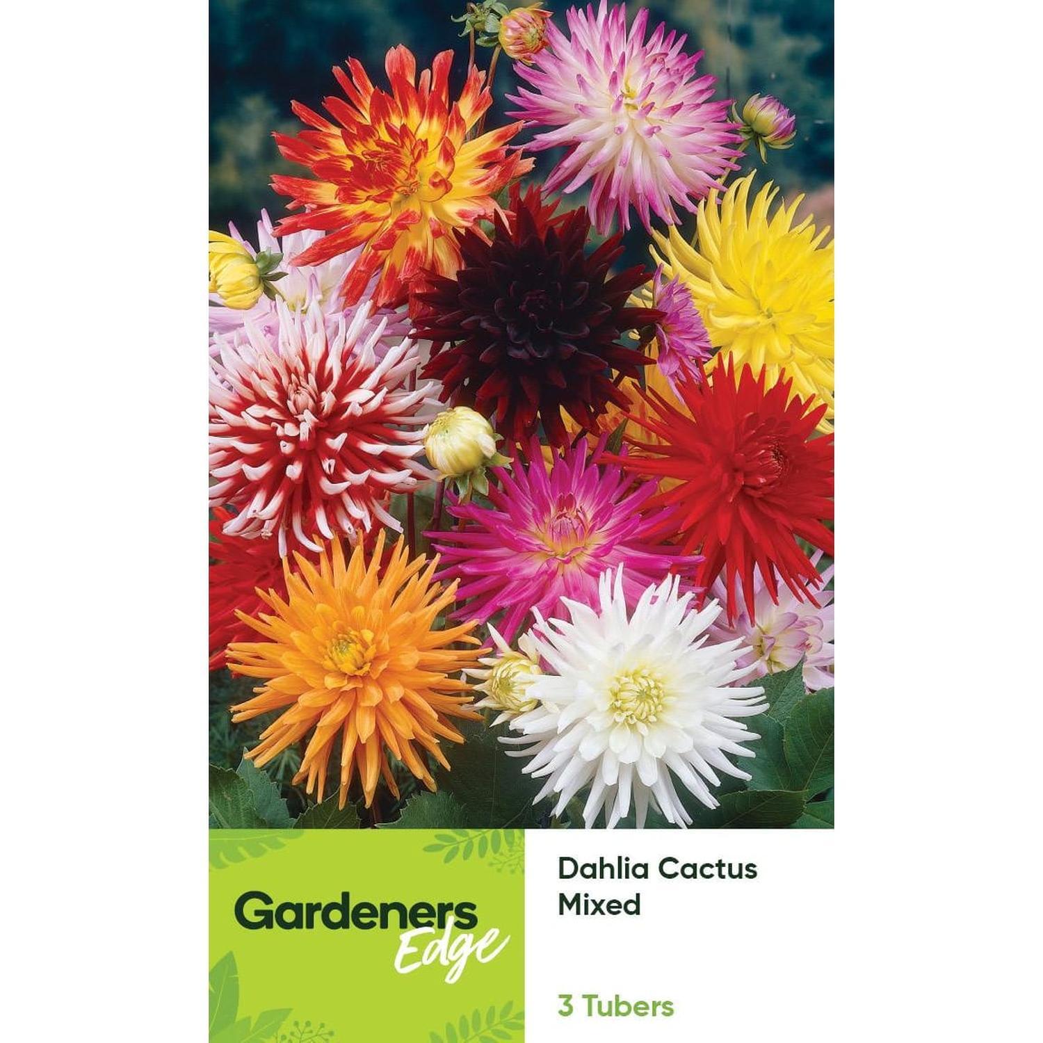Dahlia Cactus Mixed 3 Pack