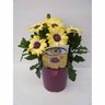 Osteospermum Blue Eyed Beauty