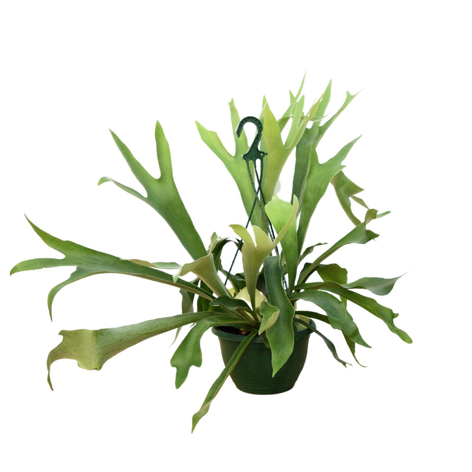 Platycerium Basket Basket 20cm
