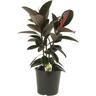 Foliage Assorted Specimen 6 litre