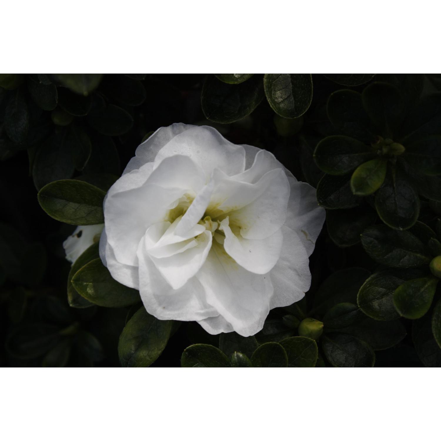 Azalea