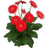 Gerbera Garvinea Sweet Love