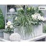 Carex Everest