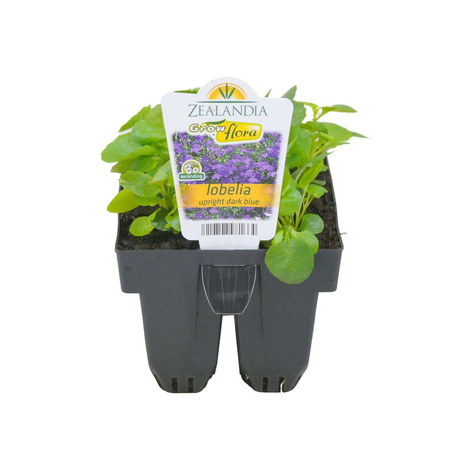 Lobelia Upright