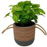 Syngonium Golden Allusion in Ceramic Pot