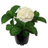 Hydrangea Schneeball