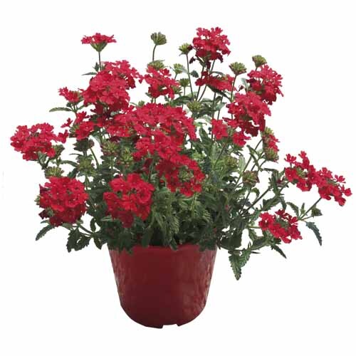 Verbena Firechief