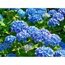 Hydrangea Blue Diamond 4.5 litre Vivid Blue