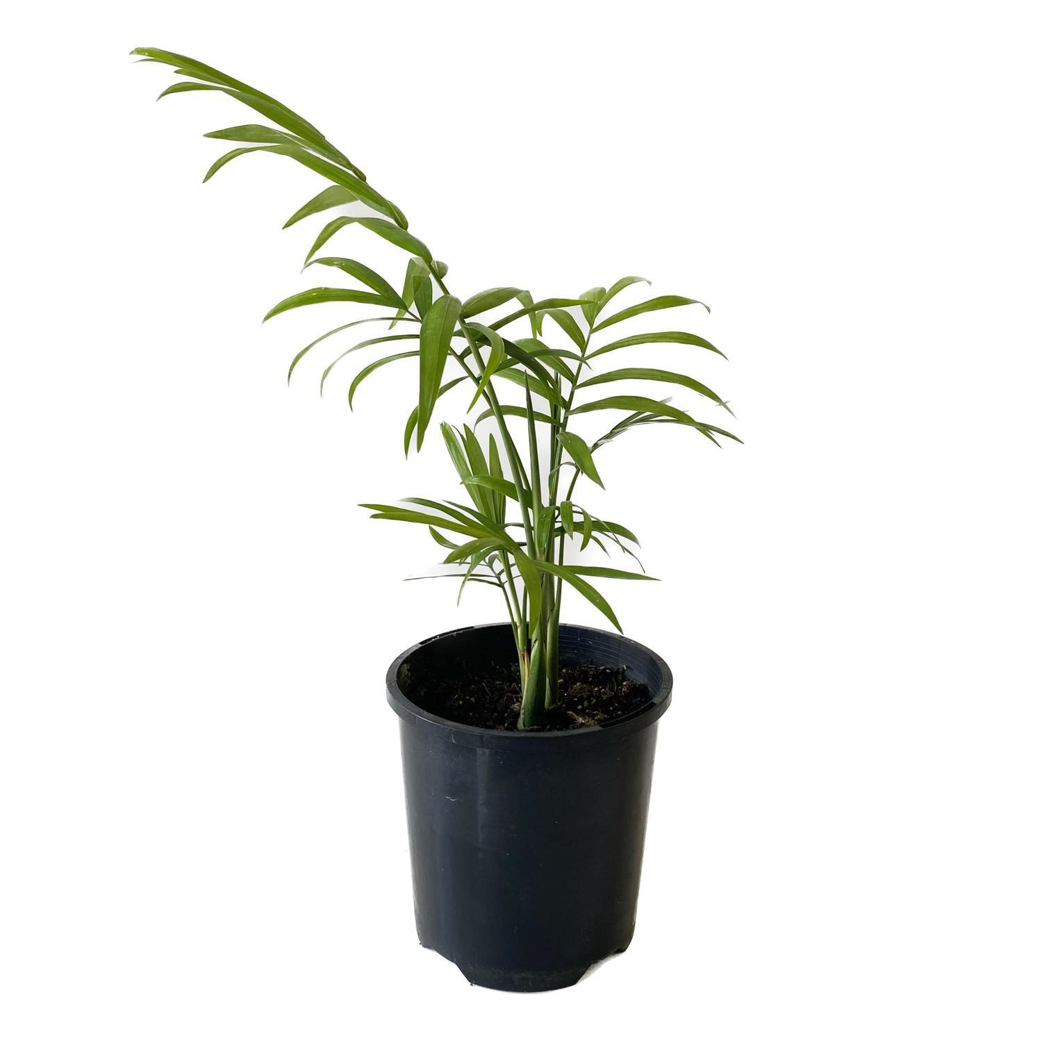 Chamaedorea 10cm