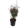 Leptospermum Blossom