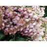 Pieris Christmas Cheer