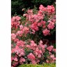Flower Carpet Rose Coral