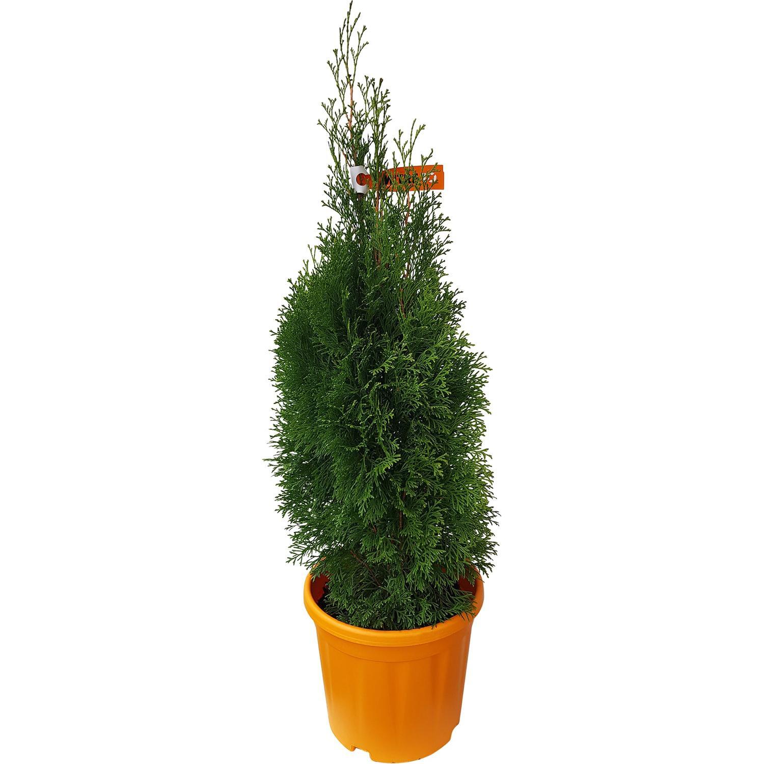 Thuja Smaragd